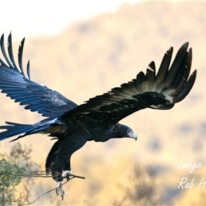 Aquila audax at Cook, ACT - 8 Apr 2025 06:20 PM