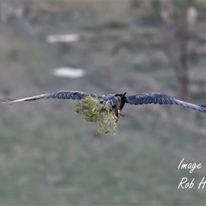 Aquila audax at Cook, ACT - 8 Apr 2025 06:20 PM