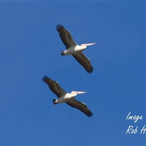 Pelecanus conspicillatus at Cook, ACT - 14 Apr 2025 by Rheardy