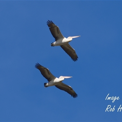 Pelecanus conspicillatus at Cook, ACT - 14 Apr 2025 by Rheardy