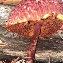 Boletellus sp. (Boletellus) at Moruya, NSW - 5 May 2025 by LisaH