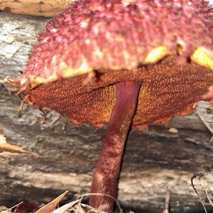 Boletellus sp. (Boletellus) at Moruya, NSW - Today by LisaH