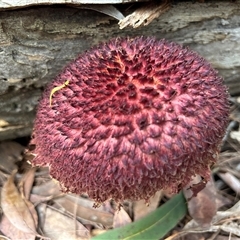 Boletellus sp. at Moruya, NSW - suppressed