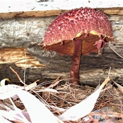 Boletellus sp. at Moruya, NSW - suppressed