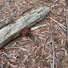 Boletellus sp. at Moruya, NSW - suppressed