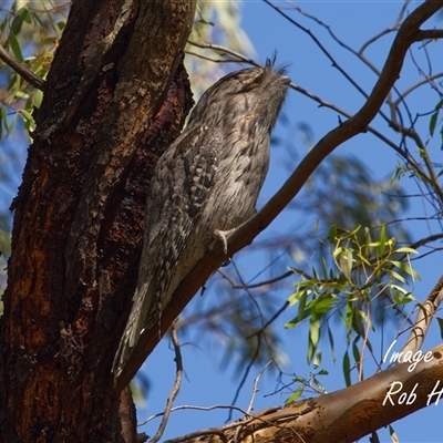 Podargus strigoides at Cook, ACT - 14 Apr 2025 by Rheardy