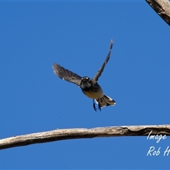 Rhipidura albiscapa (Grey Fantail) at Cook, ACT - 14 Apr 2025 by Rheardy
