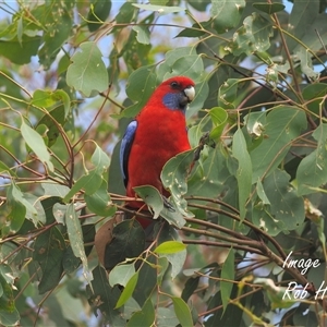 Platycercus elegans (Crimson Rosella) at Aranda, ACT - 21 Mar 2025 by Rheardy