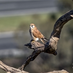 Falco cenchroides (Nankeen Kestrel) at Cook, ACT - 2 Apr 2025 by Rheardy