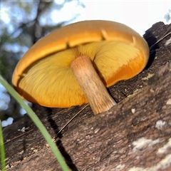 Gymnopilus sp. (Gymnopilus) at Moruya, NSW - 5 May 2025 by LisaH