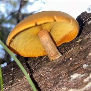 Gymnopilus sp. by LisaH