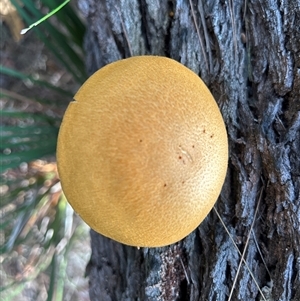 Gymnopilus sp. at Moruya, NSW - suppressed