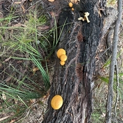 Gymnopilus sp. at Moruya, NSW - suppressed