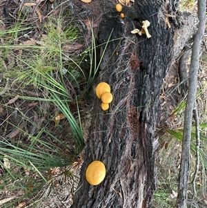 Gymnopilus sp. at Moruya, NSW - suppressed