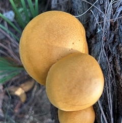 Gymnopilus sp. at Moruya, NSW - suppressed