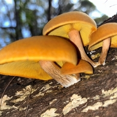 Gymnopilus sp. at Moruya, NSW - suppressed