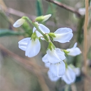 Unverified Other Wildflower or Herb at Kambah, ACT - Today by HelenCross