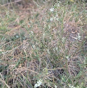 Melilotus albus at Kambah, ACT - 5 May 2025 08:56 AM