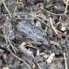 Limnodynastes tasmaniensis (Spotted Grass Frog) at Wamboin, NSW - Yesterday by trevorpreston