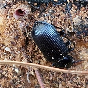Unverified Darkling beetle (Tenebrionidae) at Wamboin, NSW - Yesterday by trevorpreston