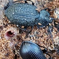 Adelium porcatum (Darkling Beetle) at Wamboin, NSW - Yesterday by trevorpreston