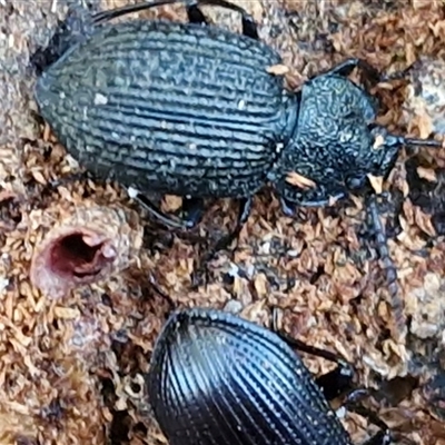 Adelium porcatum (Darkling Beetle) at Wamboin, NSW - Yesterday by trevorpreston