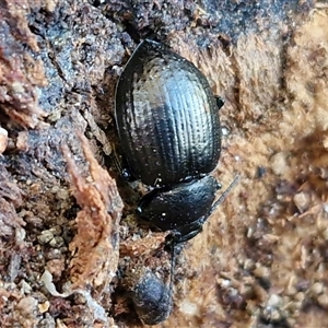 Unverified Darkling beetle (Tenebrionidae) at Wamboin, NSW - Yesterday by trevorpreston