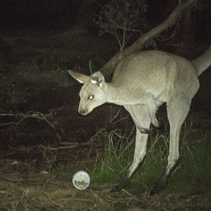 Macropus giganteus (Eastern Grey Kangaroo) at Lower Portland, NSW - 26 Apr 2025 by BlundellsSwamp