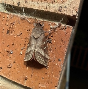 Unverified Moth (Lepidoptera) at Lyneham, ACT - 29 Apr 2025 by maisiewkstl