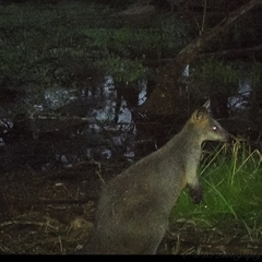 Wallabia bicolor (Swamp Wallaby) at Lower Portland, NSW - 29 Apr 2025 by BlundellsSwamp
