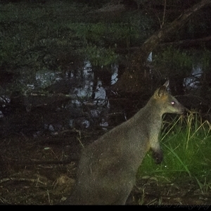 Wallabia bicolor (Swamp Wallaby) at Lower Portland, NSW - 29 Apr 2025 by BlundellsSwamp
