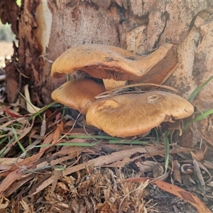 Gymnopilus junonius at Wamboin, NSW - Yesterday by trevorpreston