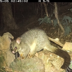 Trichosurus vulpecula (Common Brushtail Possum) at Lower Portland, NSW - 5 May 2025 by BlundellsSwamp