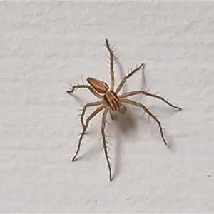 Oxyopes sp. (genus) (Lynx spider) at Bungonia, NSW - Yesterday by trevorpreston