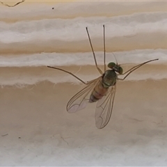 Unverified True fly (Diptera) at Bungonia, NSW - Yesterday by trevorpreston