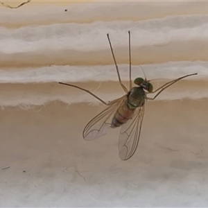 Unverified True fly (Diptera) at Bungonia, NSW - Yesterday by trevorpreston