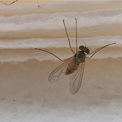 Unverified True fly (Diptera) at Bungonia, NSW - Yesterday by trevorpreston