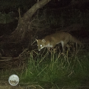 Vulpes vulpes (Red Fox) at Lower Portland, NSW - 26 Apr 2025 by BlundellsSwamp