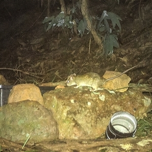 Rattus rattus (Black Rat) at Lower Portland, NSW - 24 Apr 2025 by BlundellsSwamp