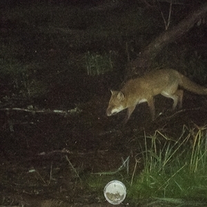 Vulpes vulpes at Lower Portland, NSW - 23 Apr 2025 01:24 AM