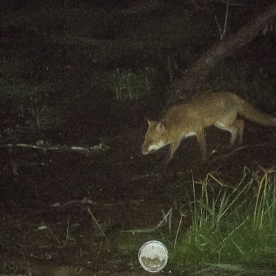 Vulpes vulpes (Red Fox) at Lower Portland, NSW - 23 Apr 2025 by BlundellsSwamp