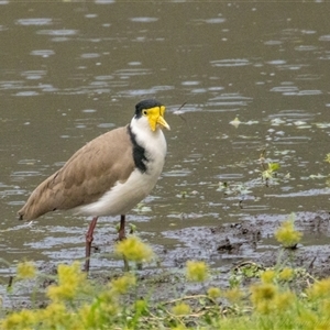 Vanellus miles at Lower Portland, NSW - 22 Apr 2025 by BlundellsSwamp