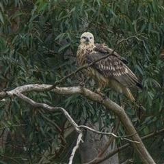 Haliaeetus leucogaster (White-bellied Sea-Eagle) at Lower Portland, NSW - 22 Apr 2025 by BlundellsSwamp