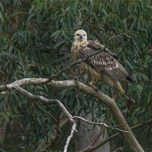 Haliaeetus leucogaster at Lower Portland, NSW - 22 Apr 2025 by BlundellsSwamp