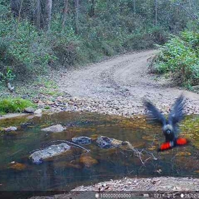 Calyptorhynchus lathami lathami (Glossy Black-Cockatoo) at Woodlands, NSW - 13 Apr 2025 by GITM3