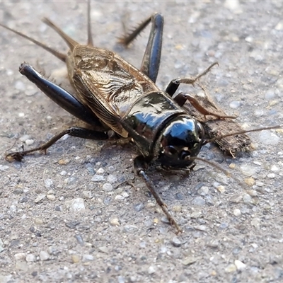 Teleogryllus commodus at Casey, ACT - 3 May 2025 by trevorpreston