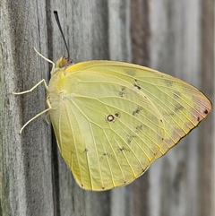 Unverified Butterfly (Lepidoptera, Rhopalocera) at Tewantin, QLD - 5 May 2025 by AaronClausen