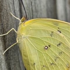 Catopsilia (Genus) at suppressed - 5 May 2025 09:43 AM