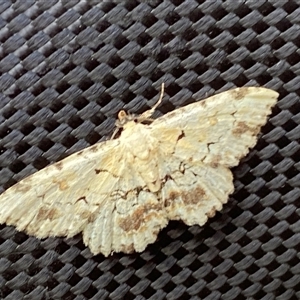 Sandava xylistis (Rusty Snout) at Denman Prospect, ACT - Today by SteveBorkowskis