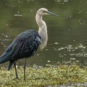 Ardea pacifica (White-necked Heron) at Lower Portland, NSW - 22 Apr 2025 by BlundellsSwamp